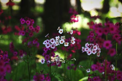 Flowers growing at park