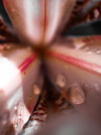 Close-up of cropped hand