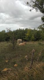 Cows on field against sky