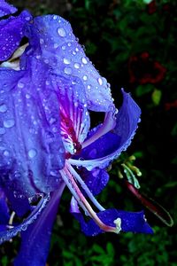 Close-up of water drops on pink flower