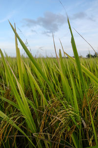 Crops growing on field against sky