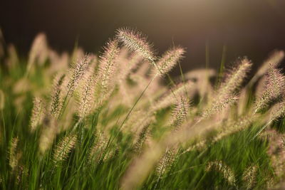 Close-up of grass growing in field