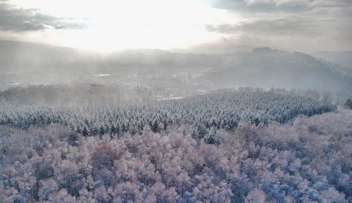 Scenic view of flower trees against sky