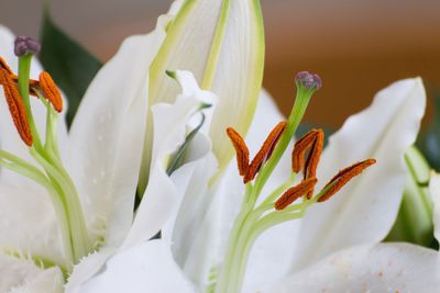 Close-up of white lily blooming outdoors