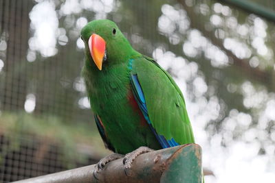 Close-up of parrot perching on tree