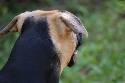 Close-up of a dog