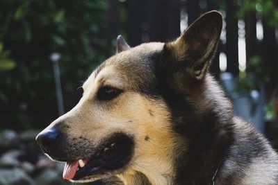 Close-up of a dog looking away