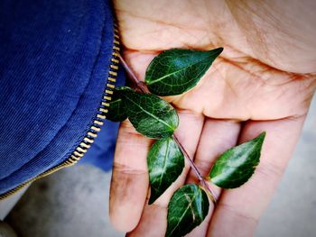 Midsection of person holding leaves