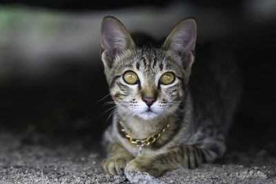 Close-up portrait of a cat