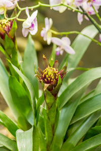 Bromeliad, guzmania lingulata