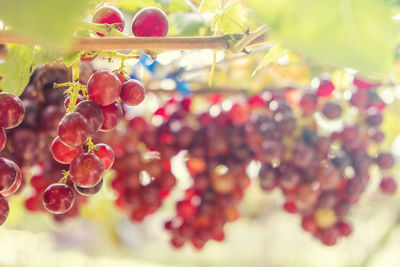 Close-up of berries on tree