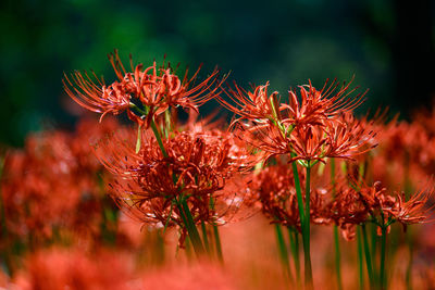 Close-up of red flowering plant