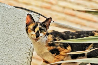 Close-up portrait of cat by sea