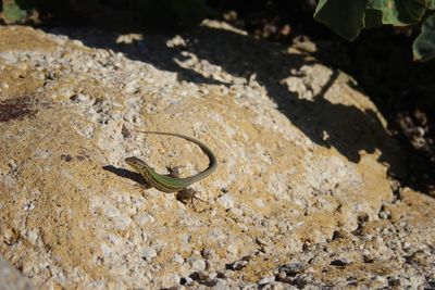 High angle view of a lizard on sand