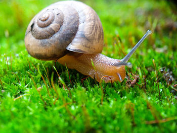 Close-up of snail on grass