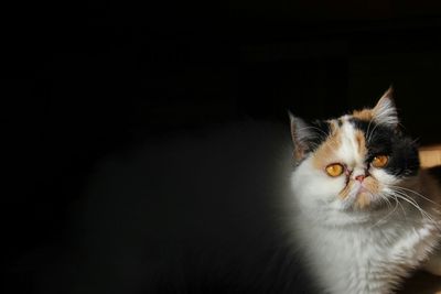 Close-up of cat against black background