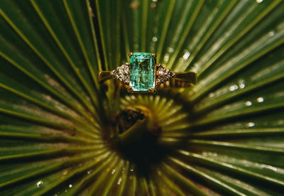 Close-up of green plant