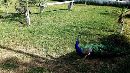 View of peacock on field