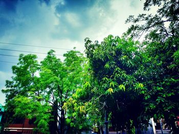 Low angle view of trees against cloudy sky