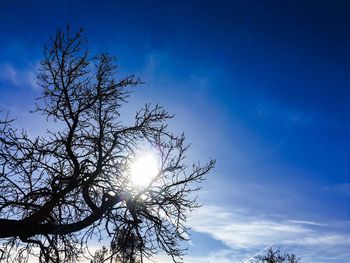 Sun shining through trees