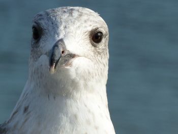 Close-up portrait of seagull