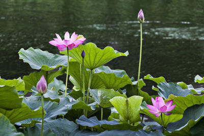 Lotus water lilies blooming in lake