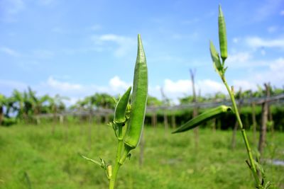 Close-up of grass on field against sky