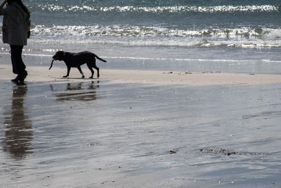 Dog walking on beach by sea against sky