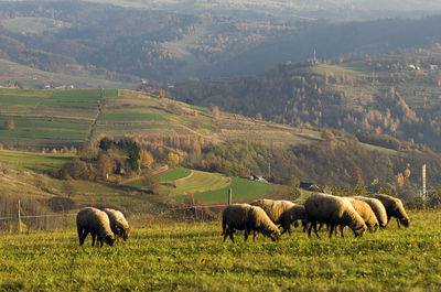 Sheeps grazing in a field