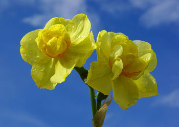 Close-up of wet yellow flower against blue sky