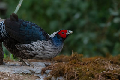 Close-up of bird perching on rock