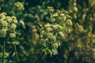 Close-up of flowering plant on field