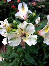 Close-up of white flowering plant