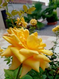 Close-up of yellow flowering plant