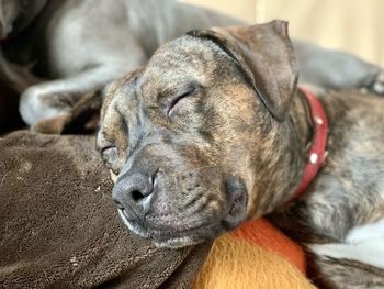 Close-up of a dog sleeping