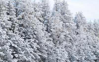 Snow covered trees in forest