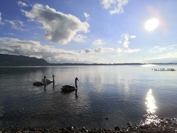 Swans swimming in lake against sky