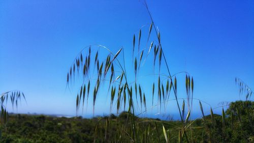 Plants growing on land against clear blue sky