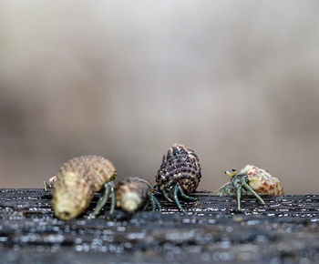 Many hermit crabs are searching for food in the morning on the wood in the mangrove forest 