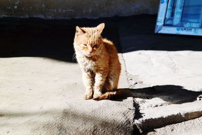 Cat sitting outdoors