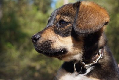 Close-up of dog looking away