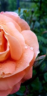 Close-up of wet rose