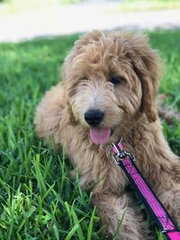 Close-up portrait of dog on field