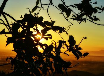 Close-up of silhouette tree against orange sky