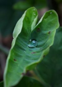 Close-up of raindrops on leaf