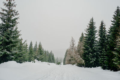 Pine trees on snow covered land against sky