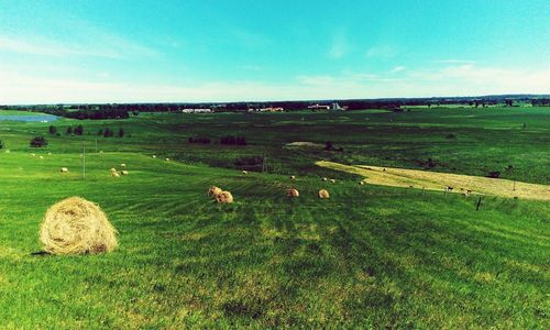 Scenic view of grassy field against sky