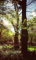 Trees in park