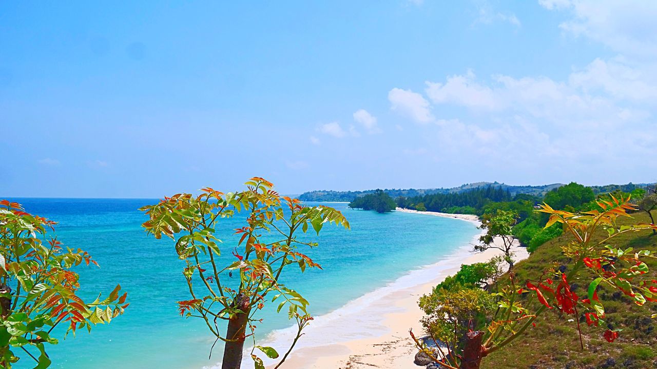 sea, horizon over water, tranquil scene, water, beauty in nature, scenics, tranquility, nature, blue, sky, idyllic, tree, beach, plant, growth, coastline, seascape, outdoors, shore, day