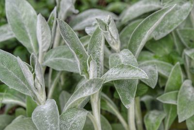 Close up of green plant leaves. 